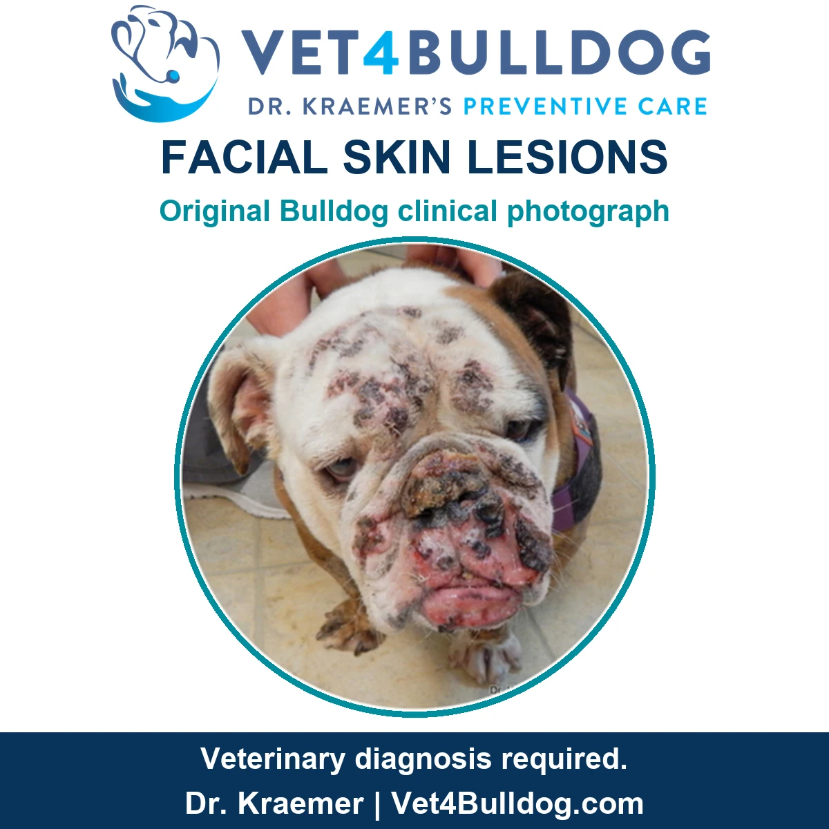 Original white-and-brindle Bulldog photograph showing crusted facial skin lesions while wearing a purple harness.