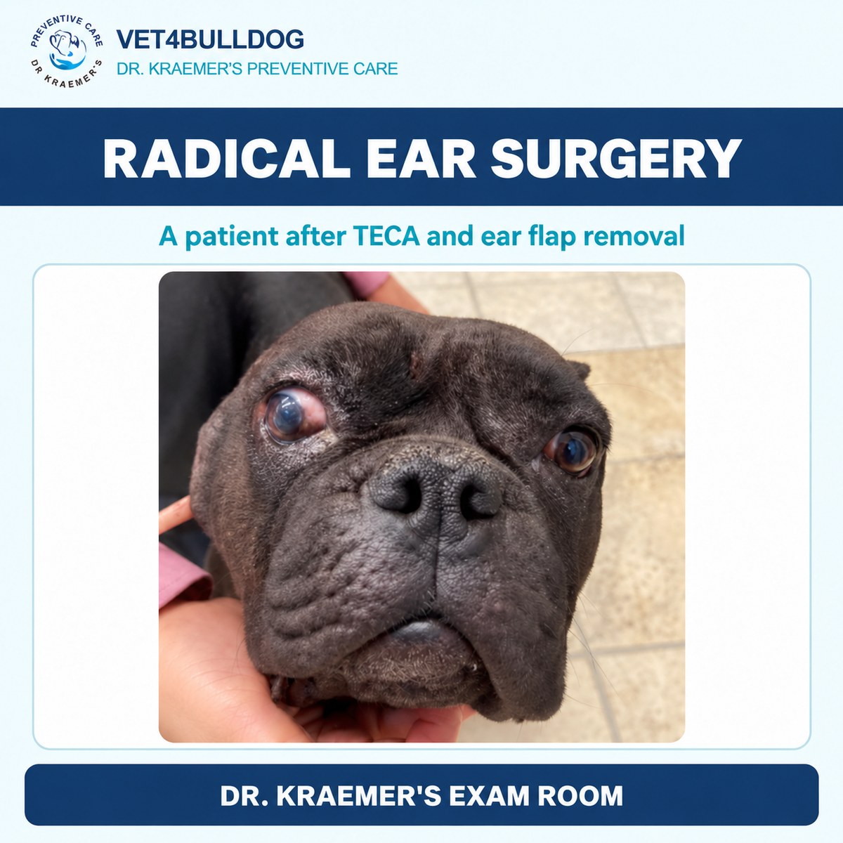 Bulldog patient following total ear canal ablation and ear flap removal.
