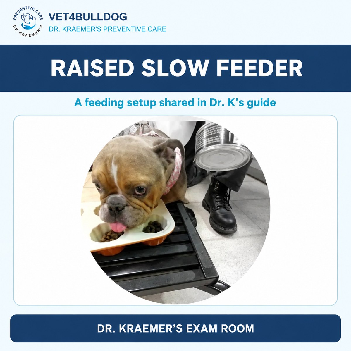 Dr. Kraemer’s exam room: Bulldog beside a raised slow feeder