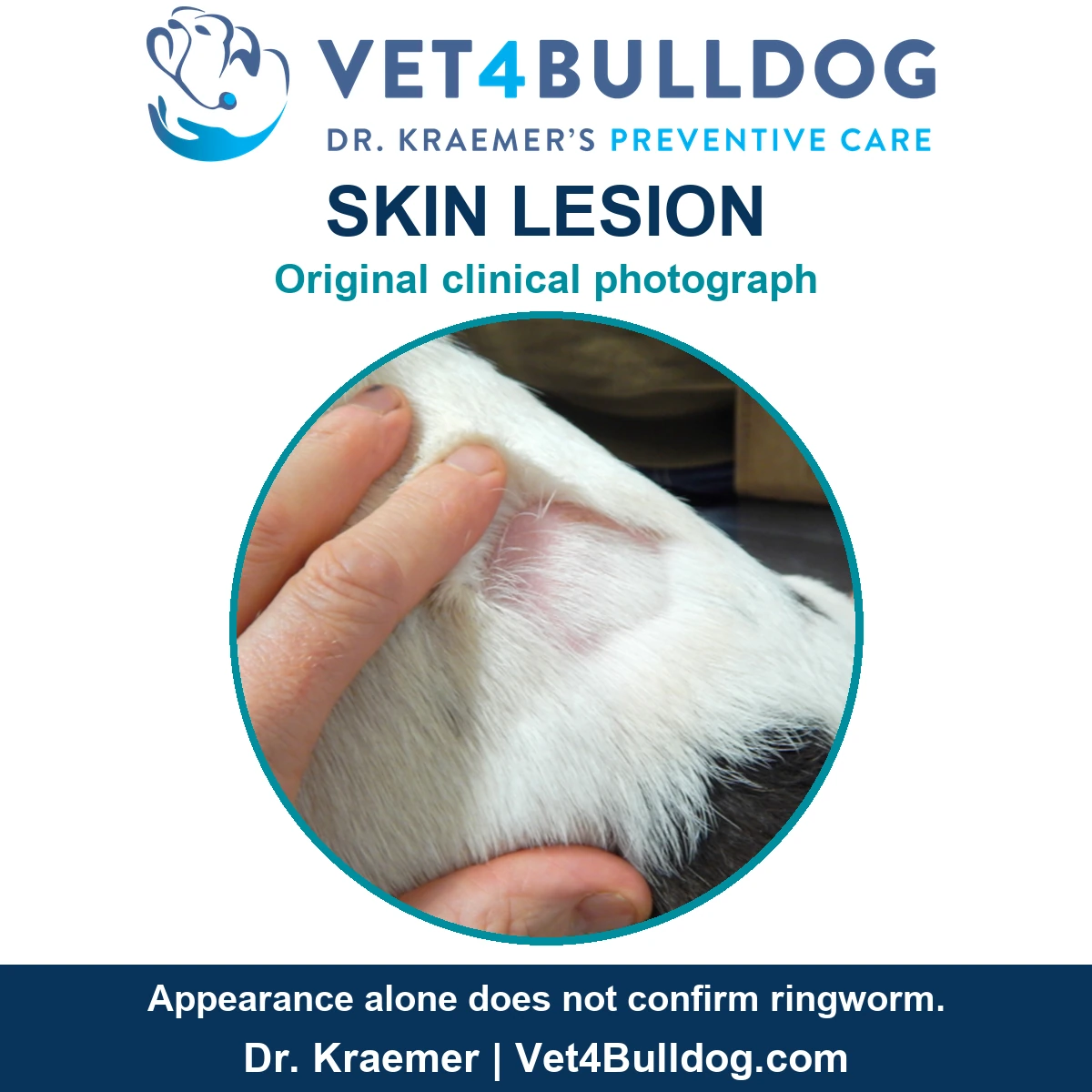 Original white-furred Bulldog skin photograph showing a hair-loss patch beside an examining hand.