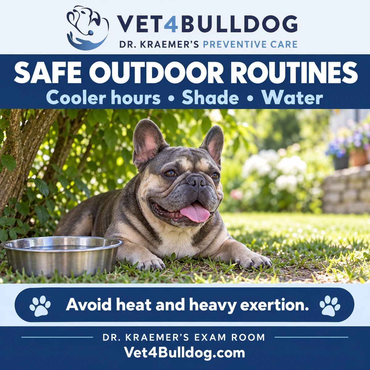French Bulldog in shade with water: safe outdoor routines