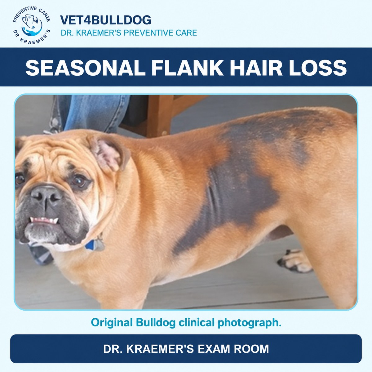 Original English Bulldog photograph showing a large dark flank patch.
