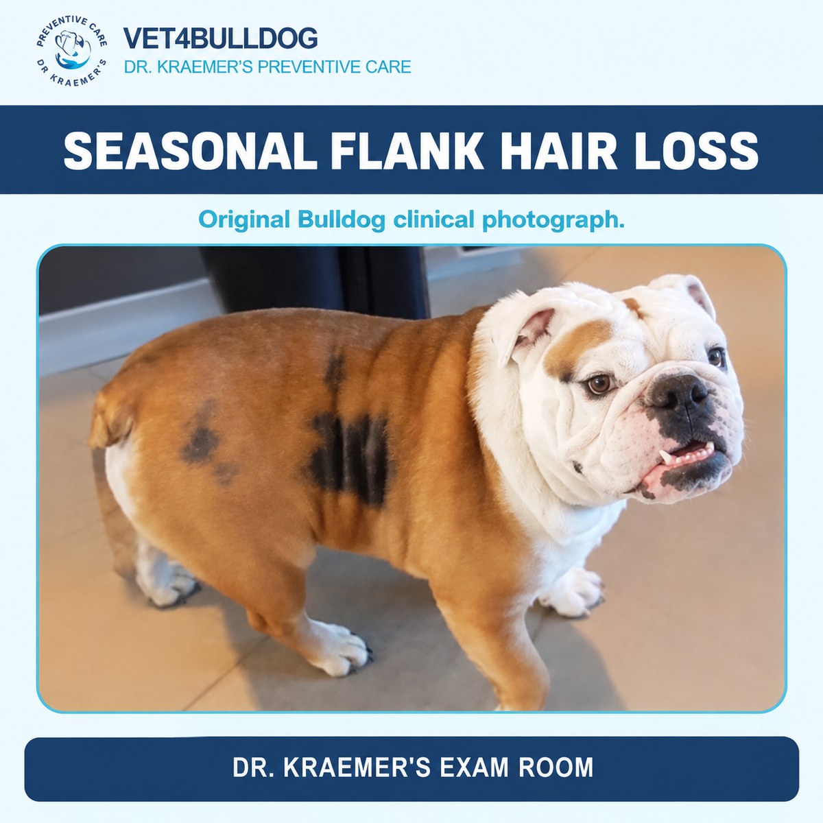 Original Bulldog patient photograph showing seasonal flank hair loss.