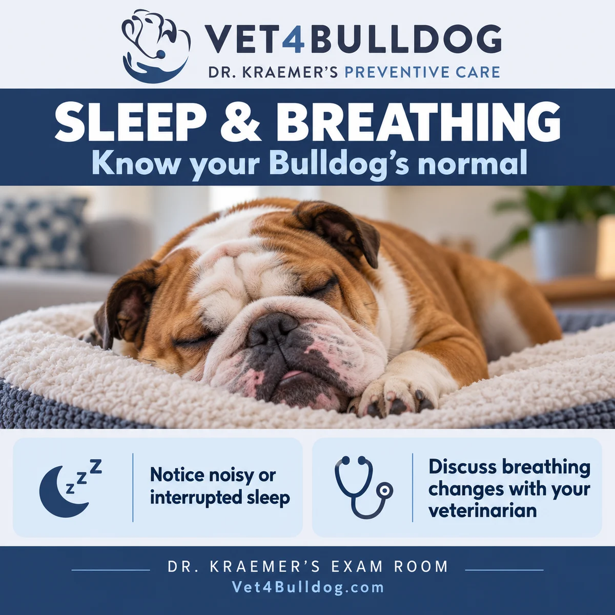 Bulldog sleeping: notice noisy or interrupted sleep and breathing changes