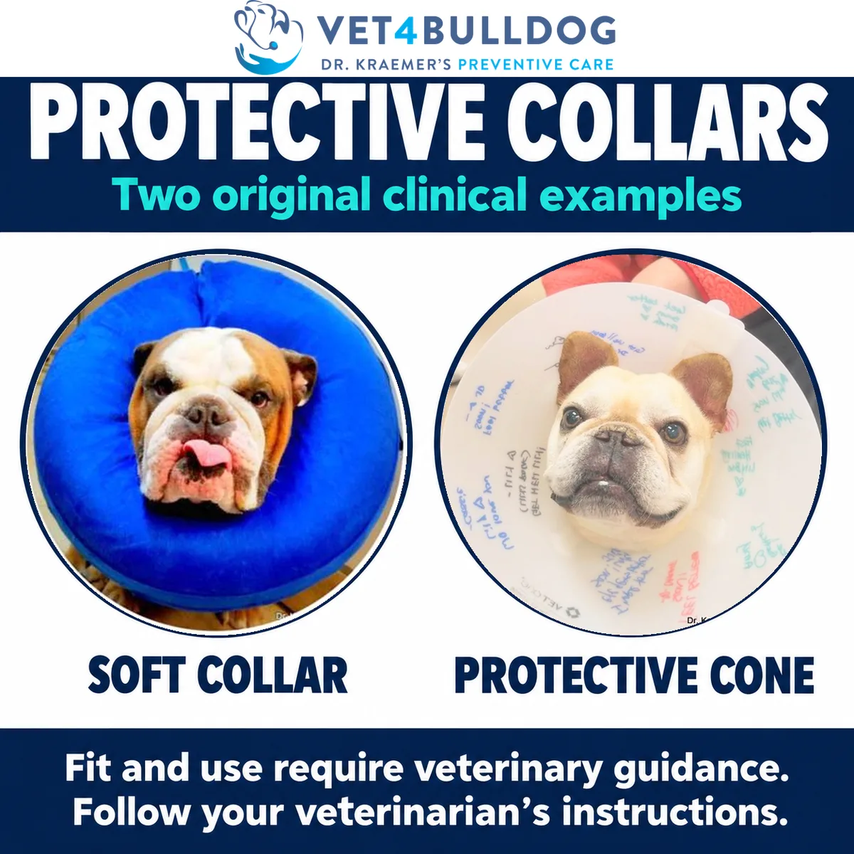 English Bulldog wearing a blue soft collar and French Bulldog wearing a clear protective cone