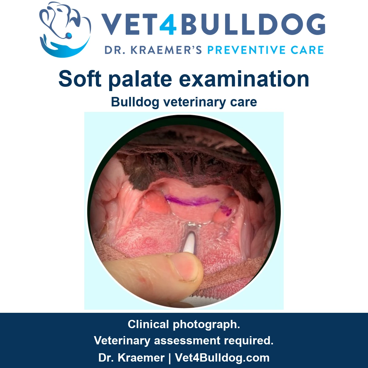 Original Bulldog soft palate examination showing a purple marking, a finger and an instrument