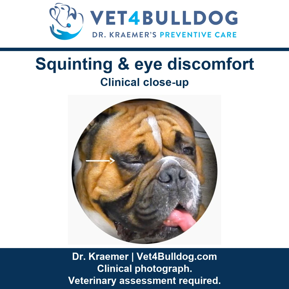 Fawn Bulldog squinting one eye with the original arrow pointing toward the eyelid