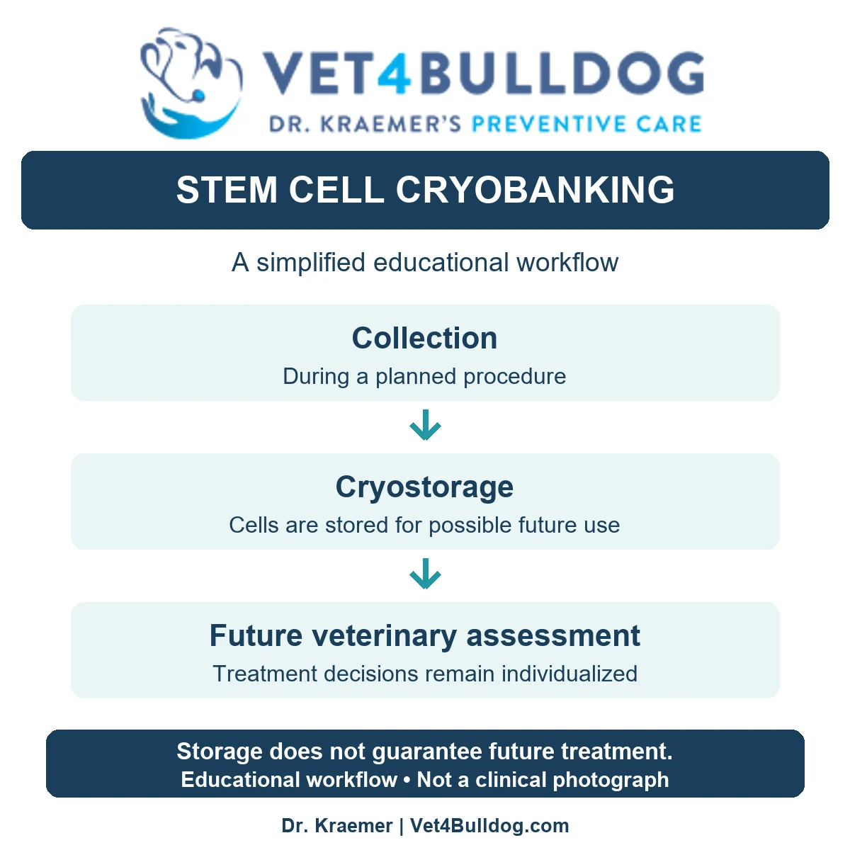 Educational cryobanking workflow showing collection during a planned procedure, cryostorage and future veterinary assessment; storage does not guarantee treatment.