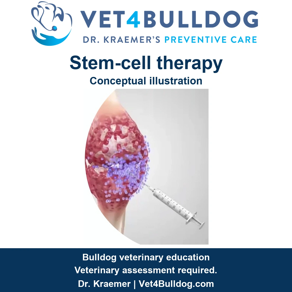 Conceptual stem-cell therapy illustration showing joint tissue and a syringe, branded Vet4Bulldog Dr. Kraemer.