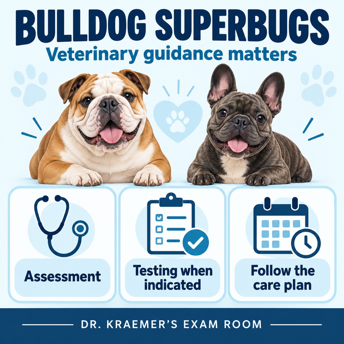 Bulldog superbugs educational overview: veterinary assessment, testing when indicated and following the care plan