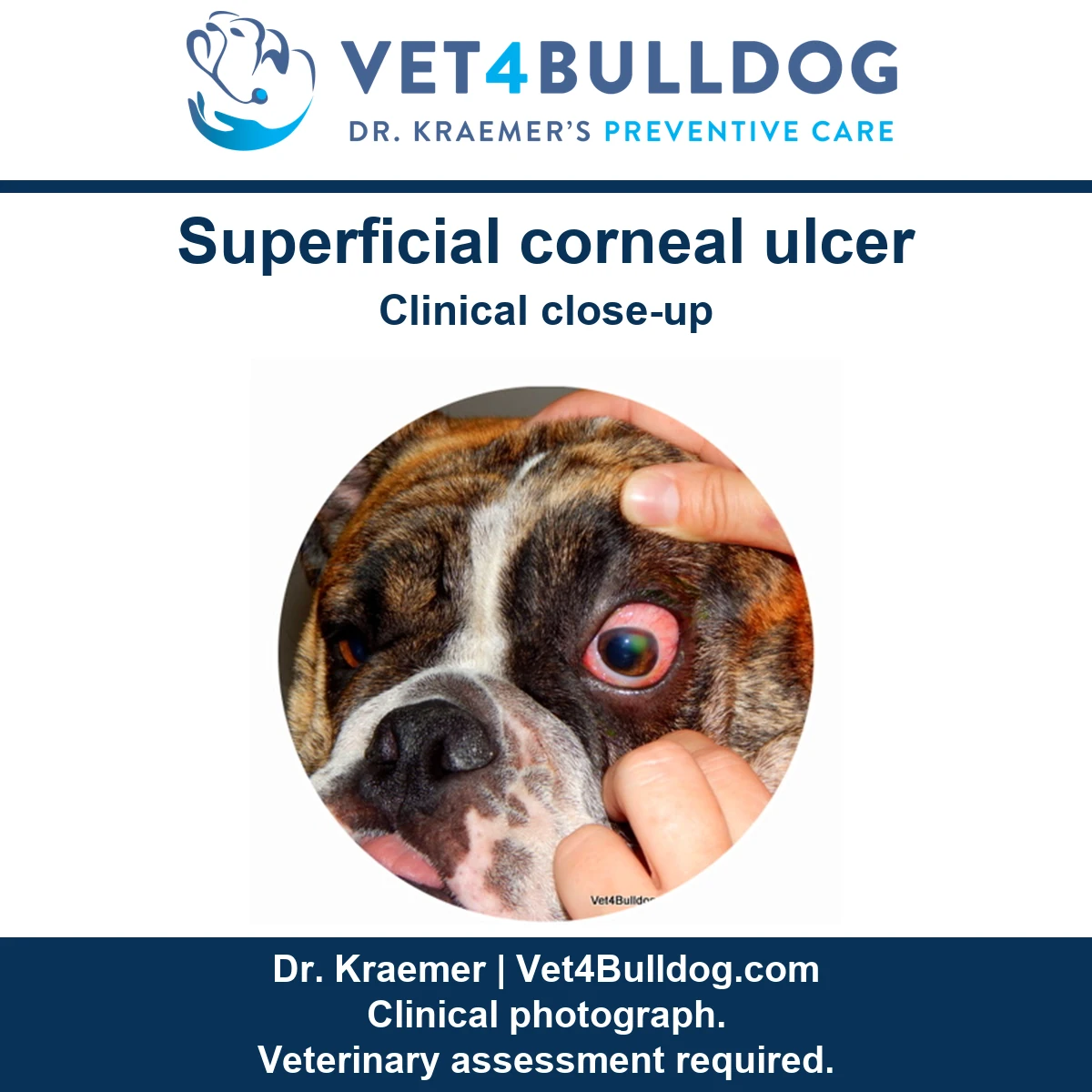 Brindle and white Bulldog with one eye held open during a corneal examination