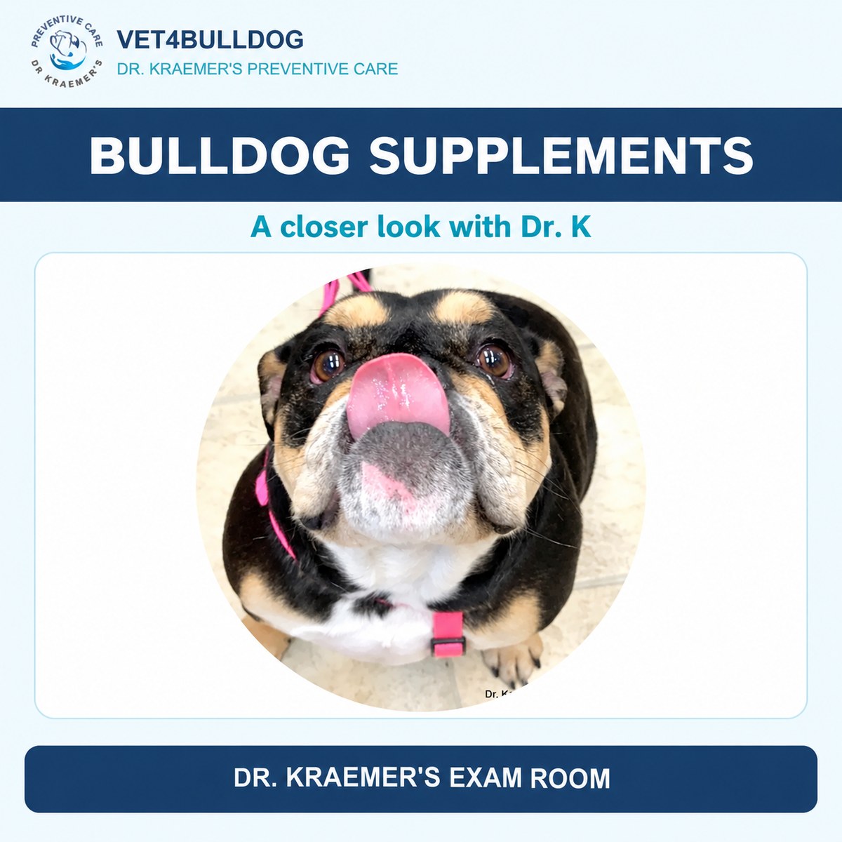 Bulldog patient with a pink harness in Dr. Kraemer’s supplement guide