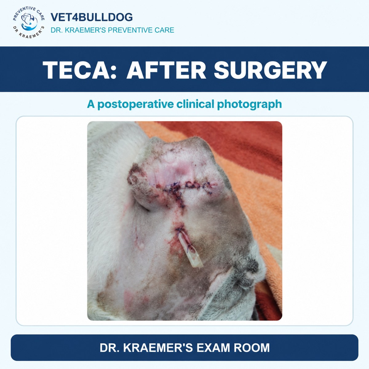 Bulldog ear surgery site showing sutures and a drain after total ear canal ablation.