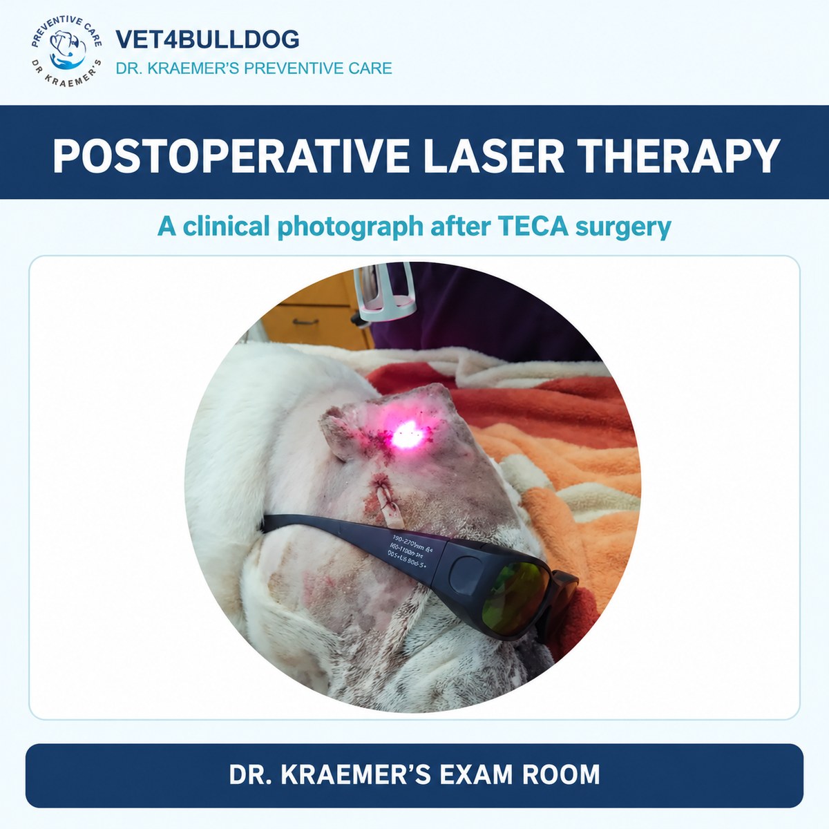 Bulldog receiving postoperative laser therapy at the TECA surgery site, with protective eyewear.