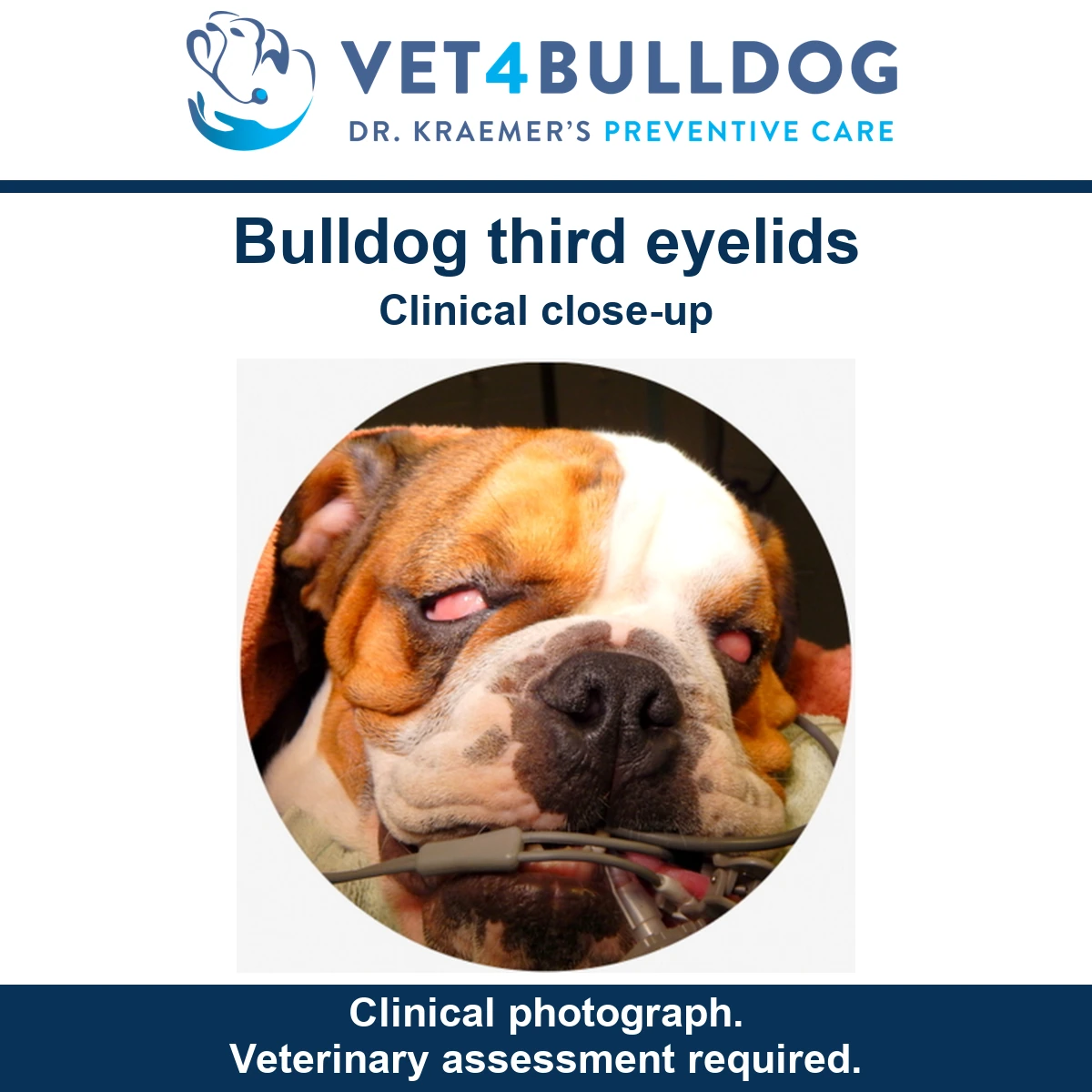 Bulldog with pink third eyelids visible across both eyes during a veterinary procedure.