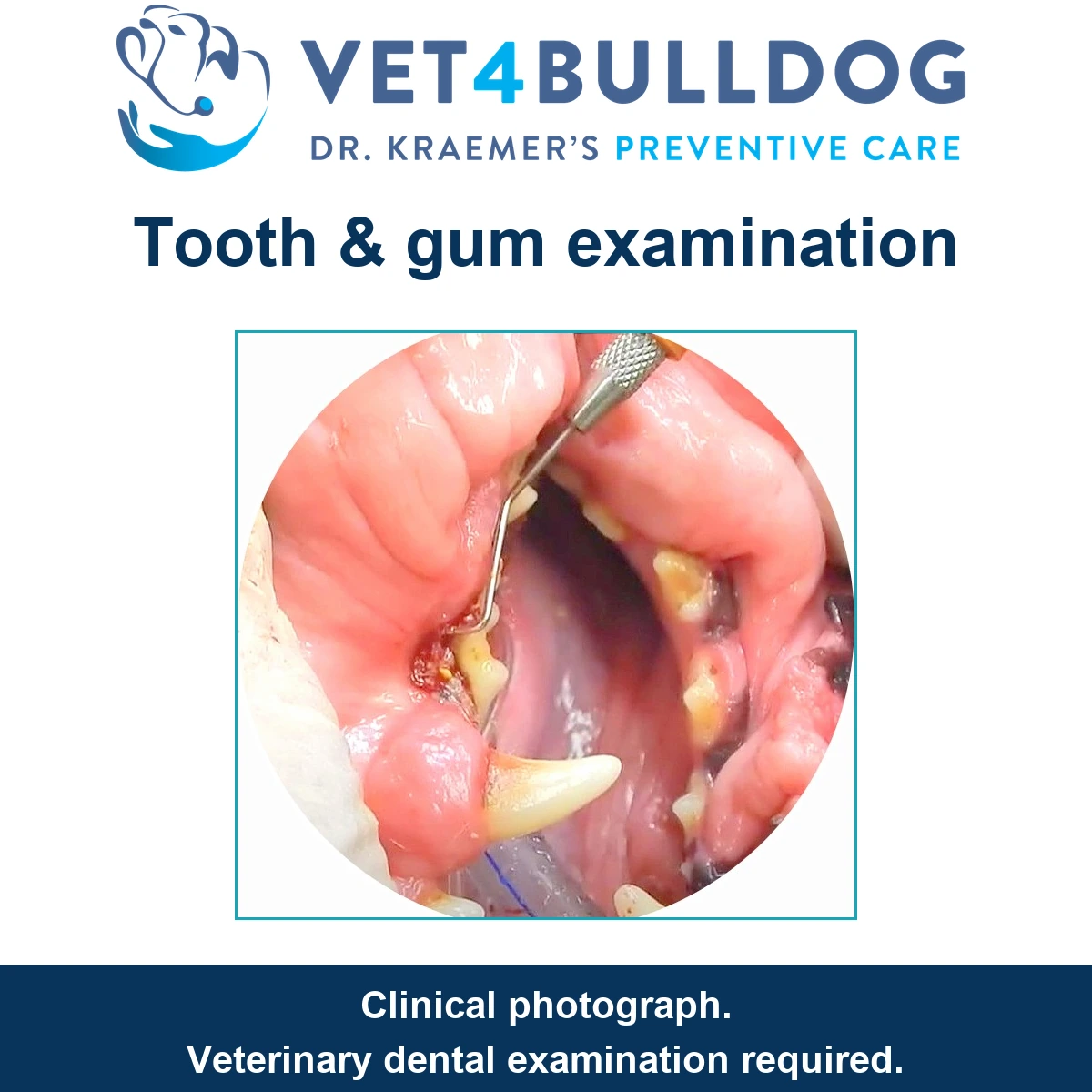 Bulldog teeth and gums examined with a dental instrument during a veterinary oral examination.