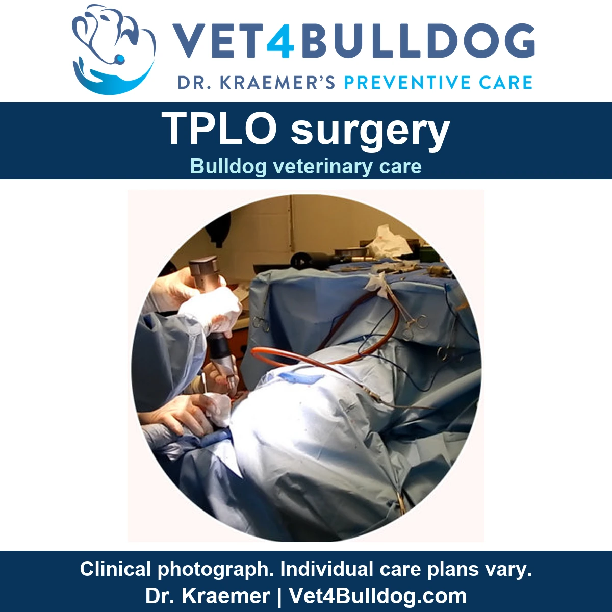 Original Bulldog TPLO surgery photograph showing the draped operating field, surgical staff and instruments.