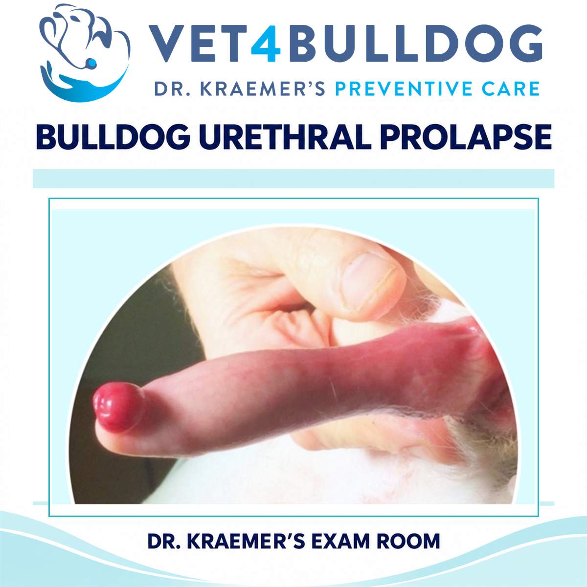 Original Bulldog clinical photograph showing urethral prolapse.