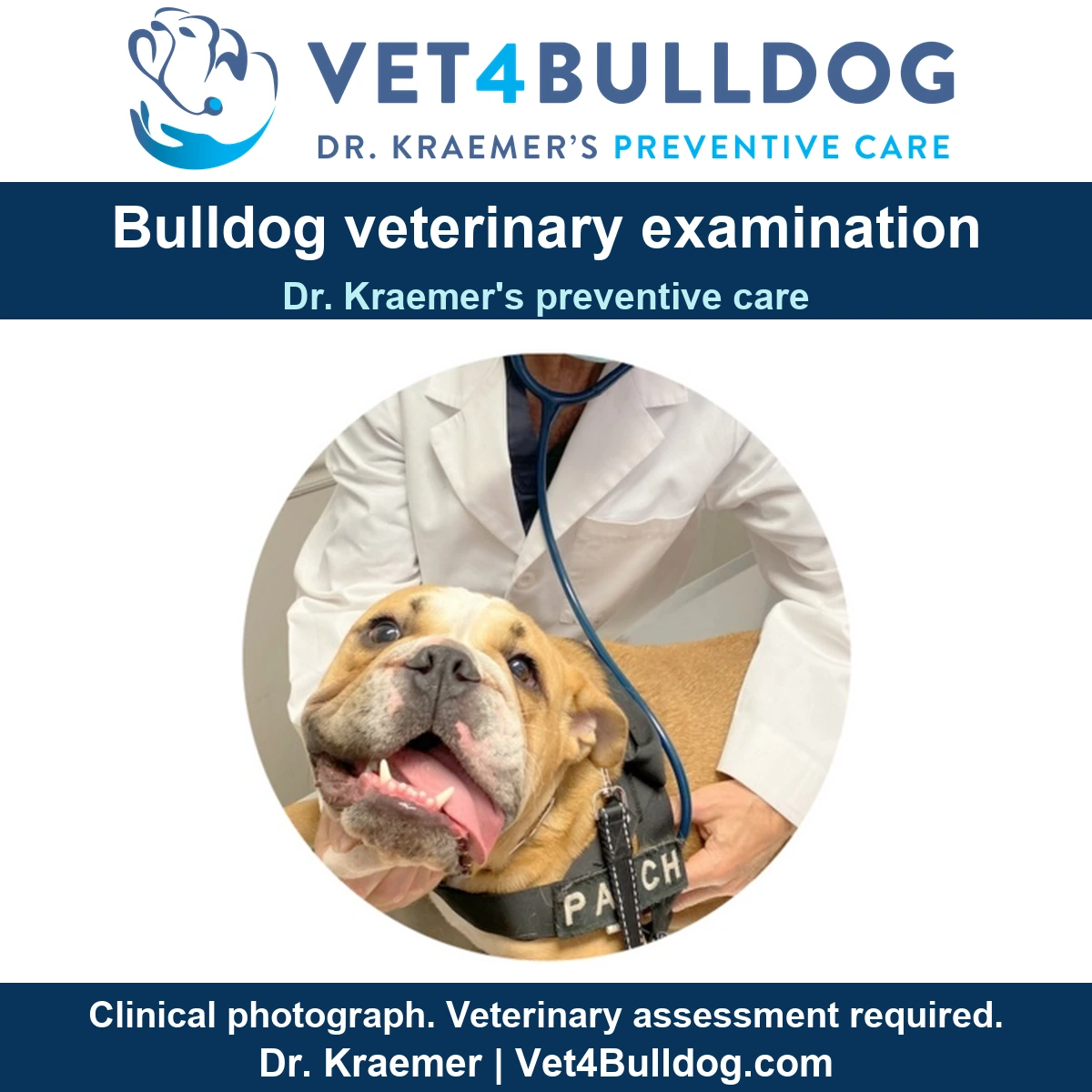 Original tan Bulldog wearing a PATCH harness beside a veterinarian in a white coat with a stethoscope.