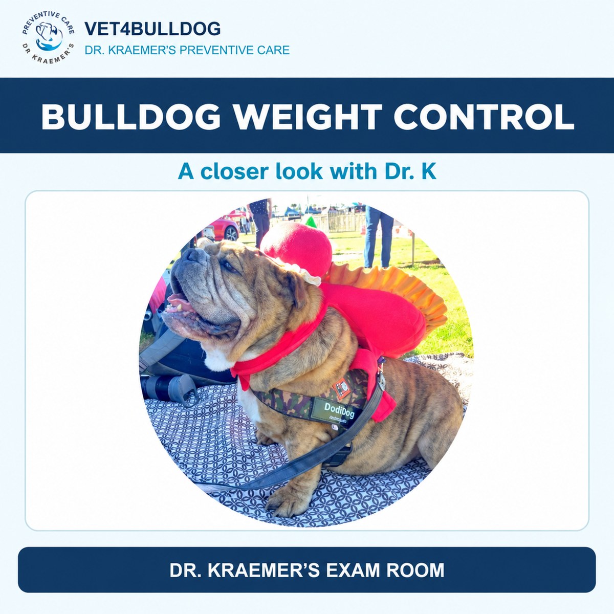 Bulldog wearing a festive costume and harness in the weight-control guide