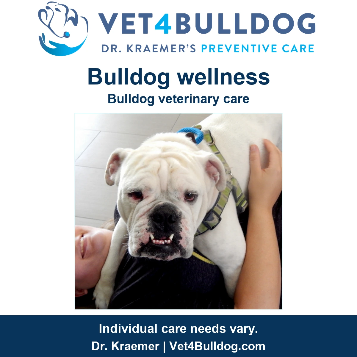 White English Bulldog wearing a green harness during a veterinary visit