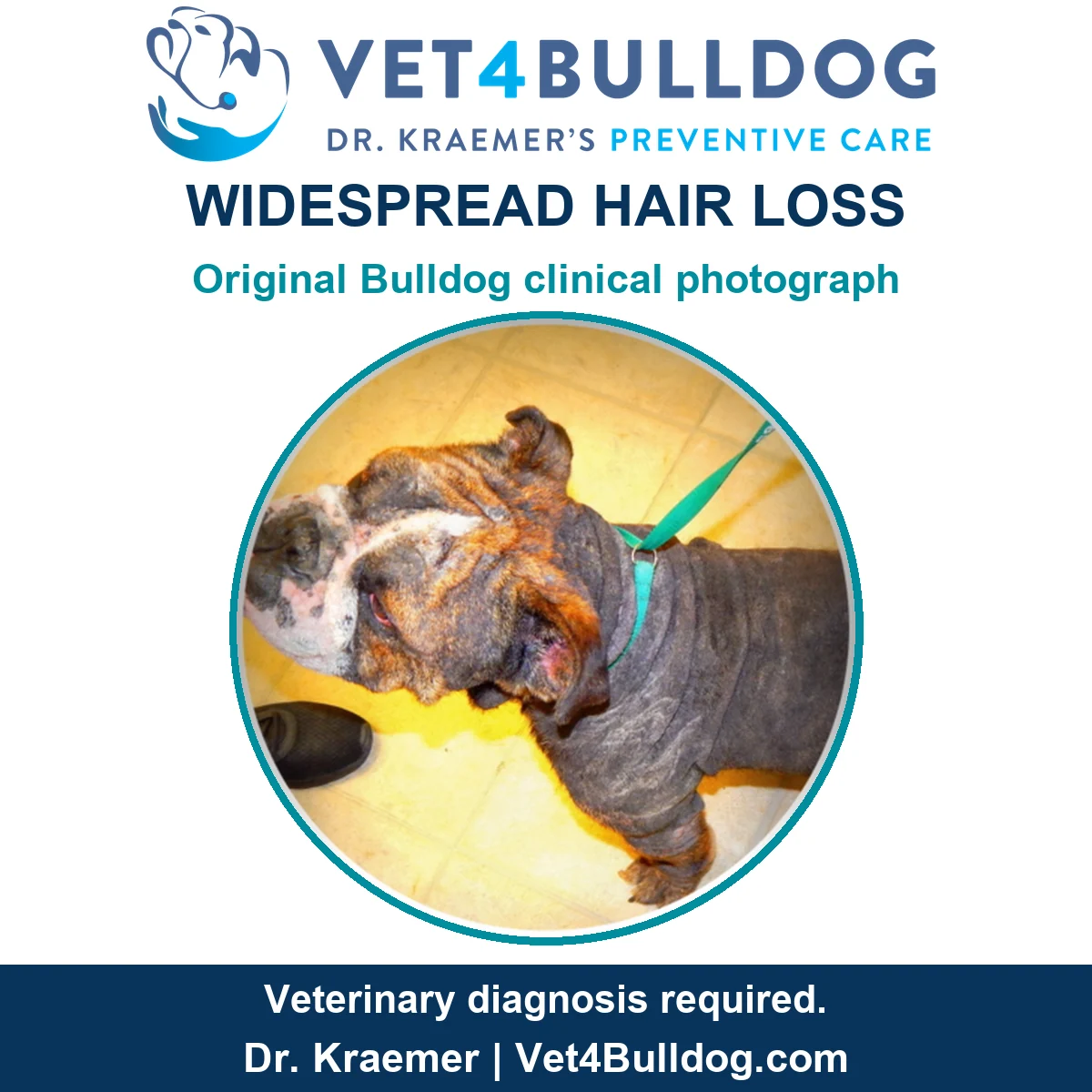 Original Bulldog photograph showing widespread hair loss while wearing a green leash on a yellow tiled floor.