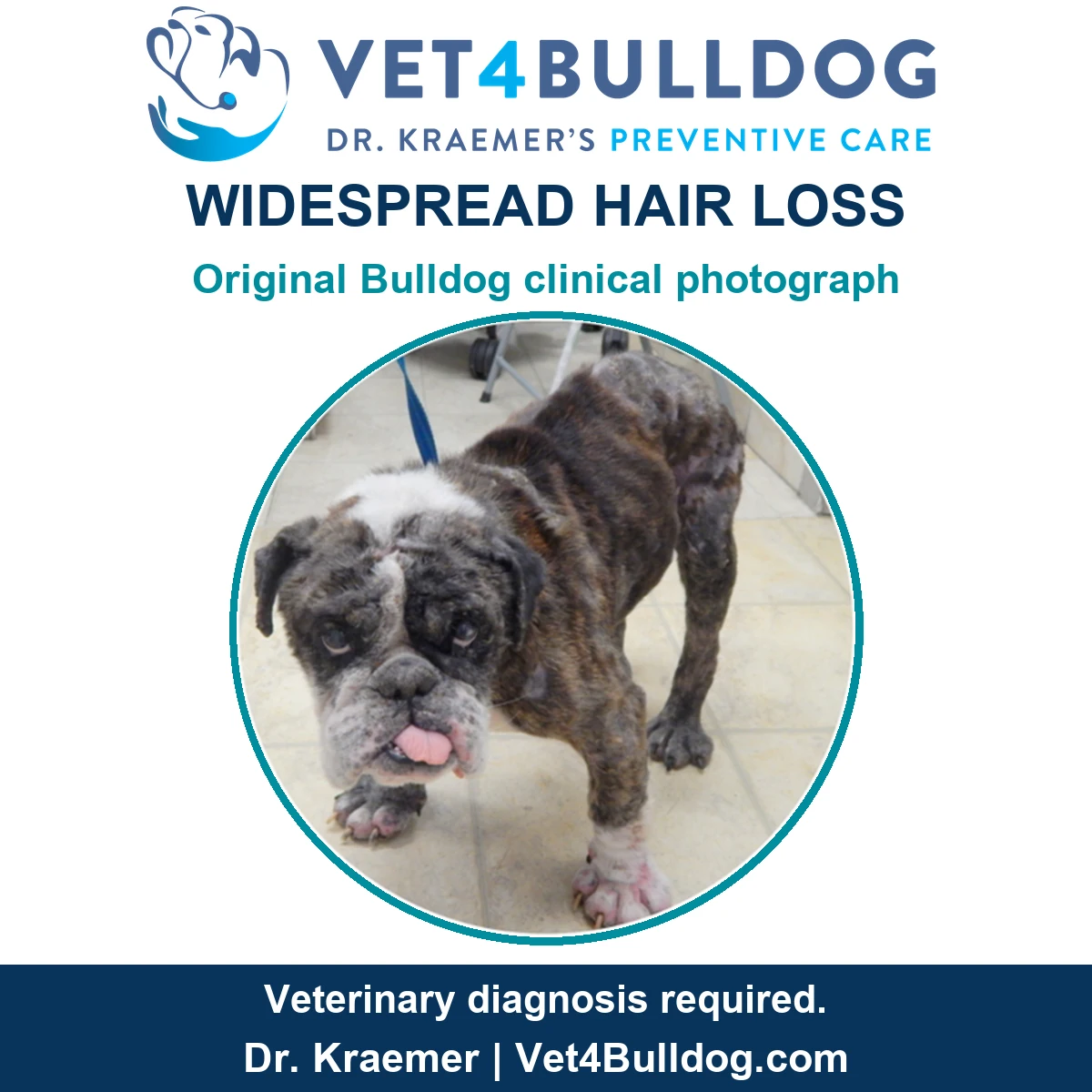 Original standing Bulldog photograph showing widespread hair loss and skin changes in an examination room.