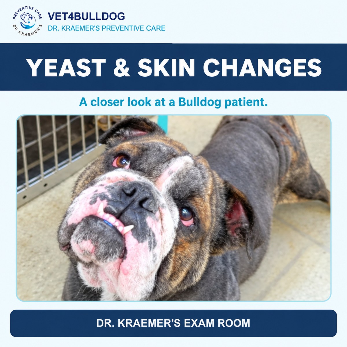 Original Bulldog patient photograph showing skin and coat changes.