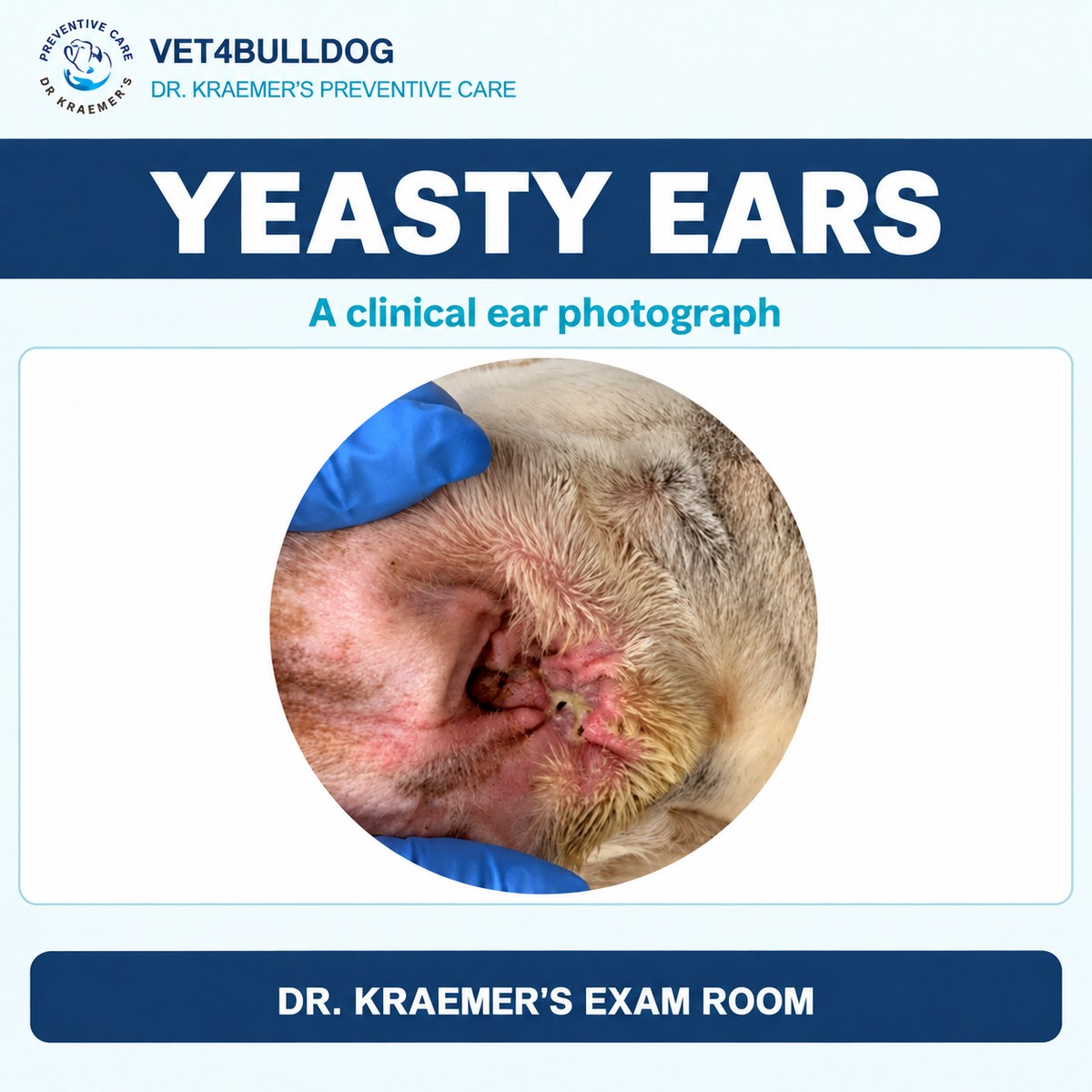 Clinical close-up of a Bulldog ear with redness, debris and inflammation.
