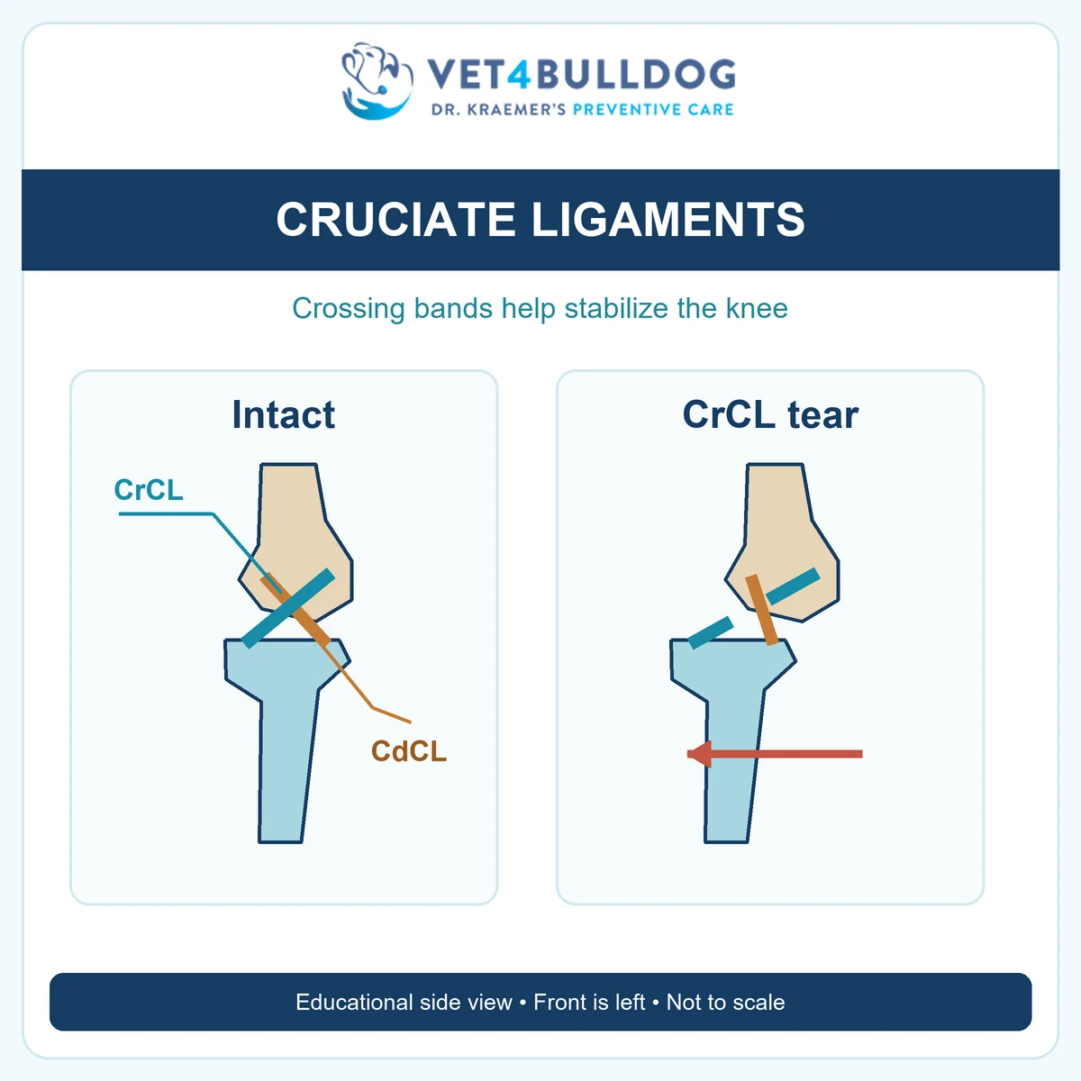 Educational side-view diagram comparing intact crossing cruciate ligaments with a cranial cruciate ligament tear and forward movement of the tibia.