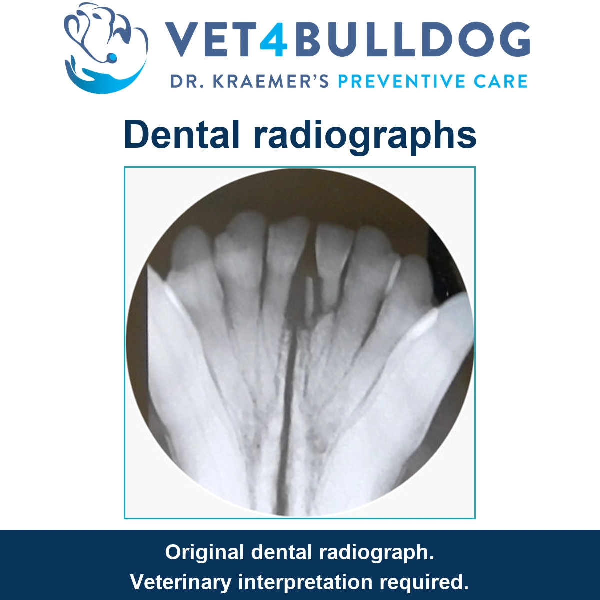 Original canine dental radiograph showing tooth roots and surrounding bone.