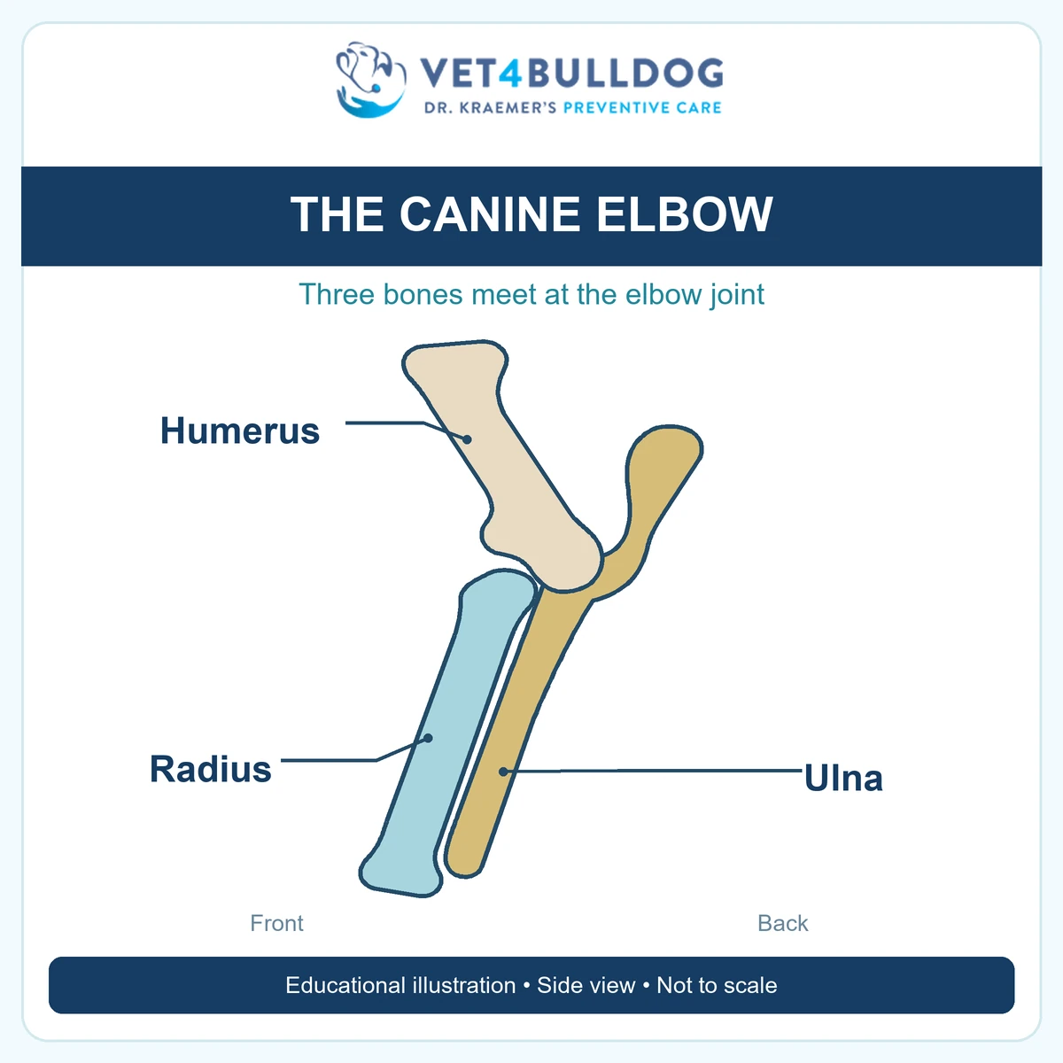 Educational side-view diagram identifying the humerus, radius and ulna at the canine elbow.