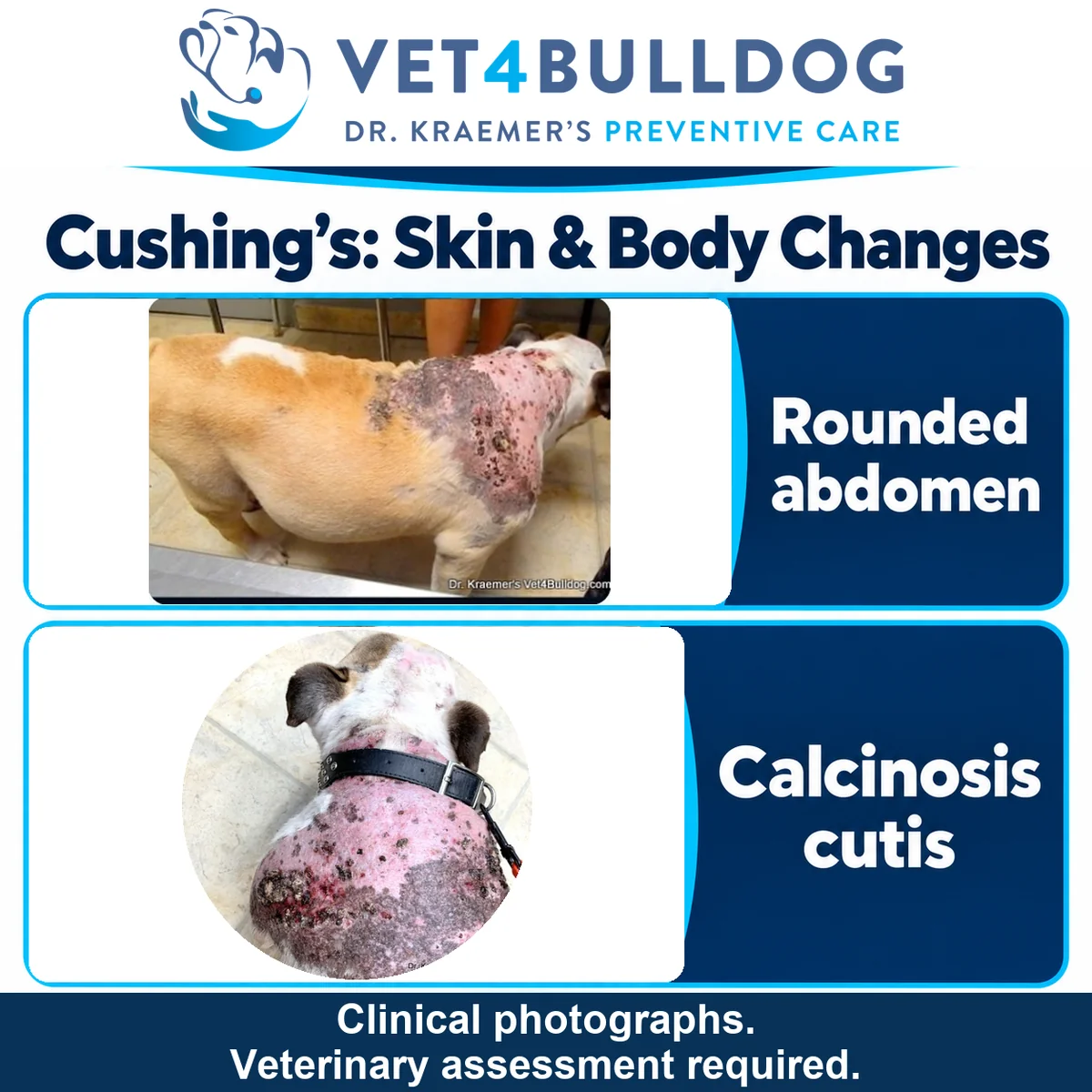 English Bulldog clinical photographs showing a rounded abdomen and extensive crusted skin changes associated with calcinosis cutis.