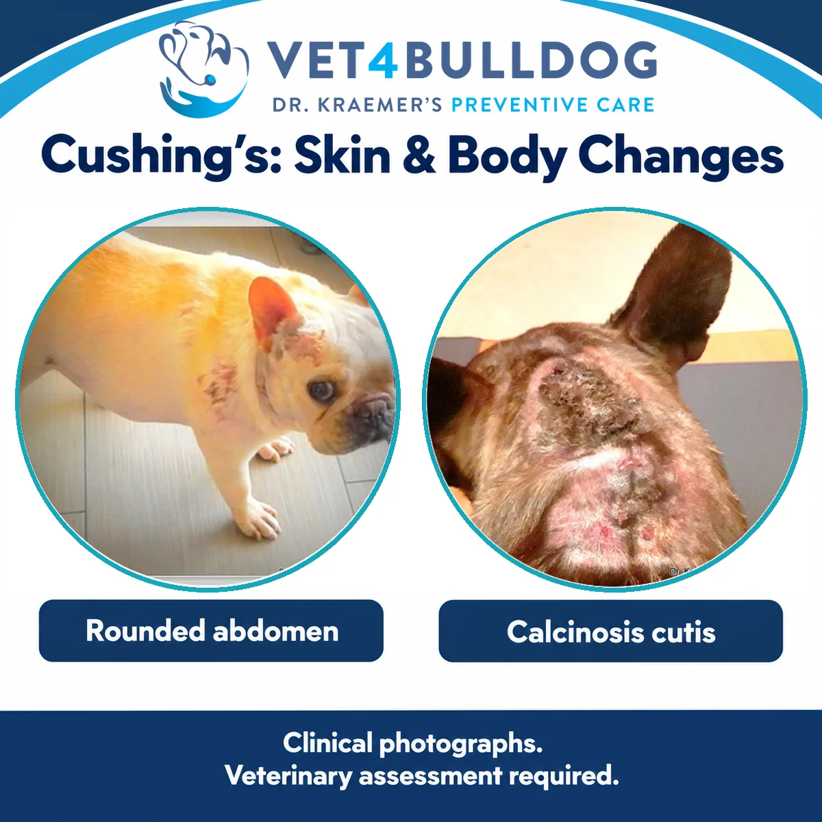 French Bulldog clinical photographs showing a rounded abdomen and calcinosis cutis affecting the head and neck.