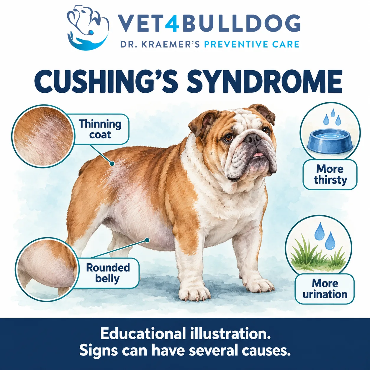 Cushing syndrome illustration of an English Bulldog with rounded belly, thinning coat, thirst and urination symbols