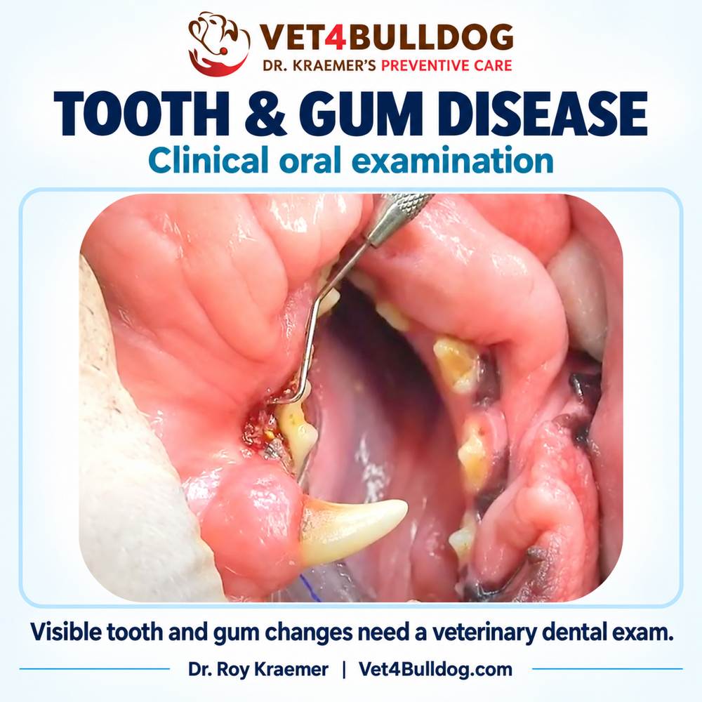 Dr. Kraemer’s clinical Bulldog tooth and gum disease photograph during an oral examination