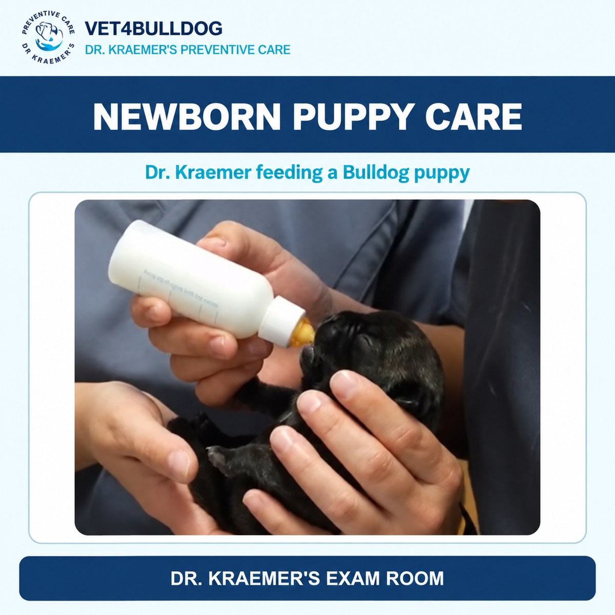 Dr. Kraemer bottle-feeding a newborn Bulldog puppy