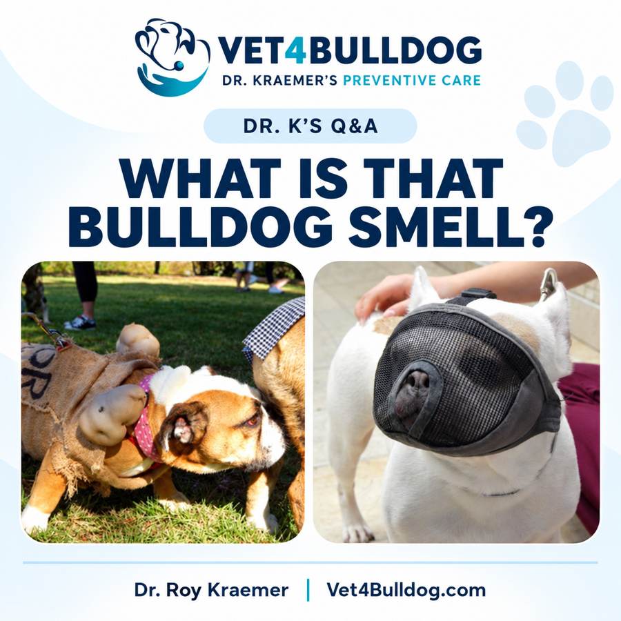 dr-kraemer-what-is-that-bulldog-smell