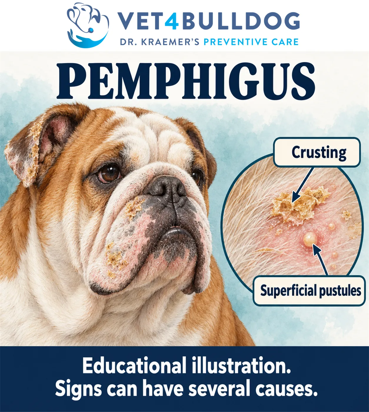 English Bulldog with autoimmune disease affecting the skin, a clinical example