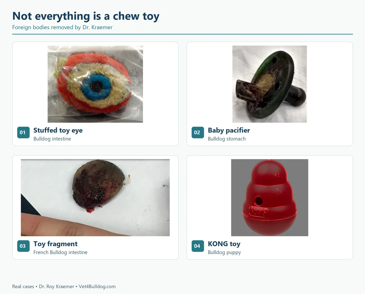 Objects removed from Bulldogs by Dr. Kraemer: toy eye, baby pacifier, toy fragment and KONG toy