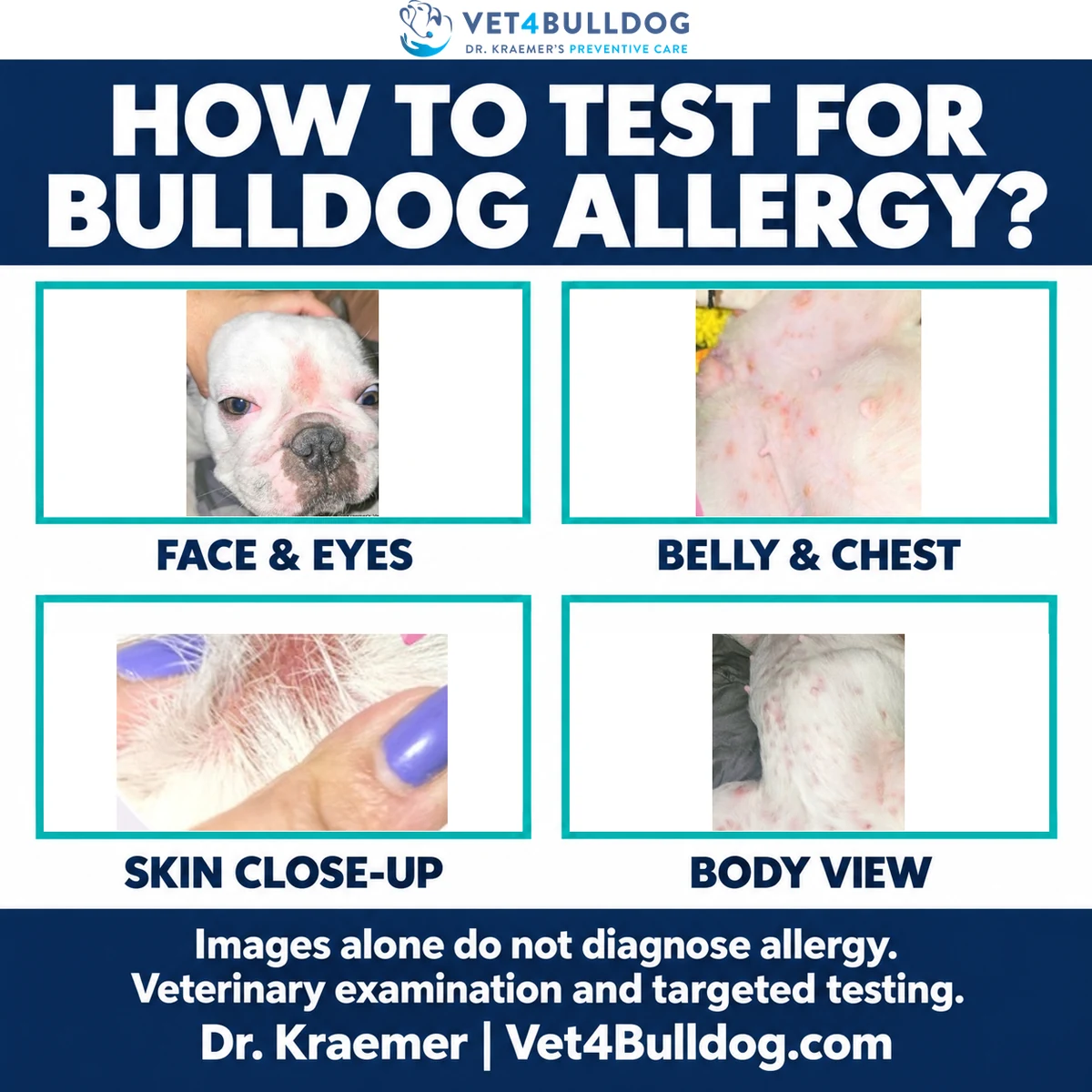 Four French Bulldog clinical views showing face, belly, skin close-up and body during an allergy assessment