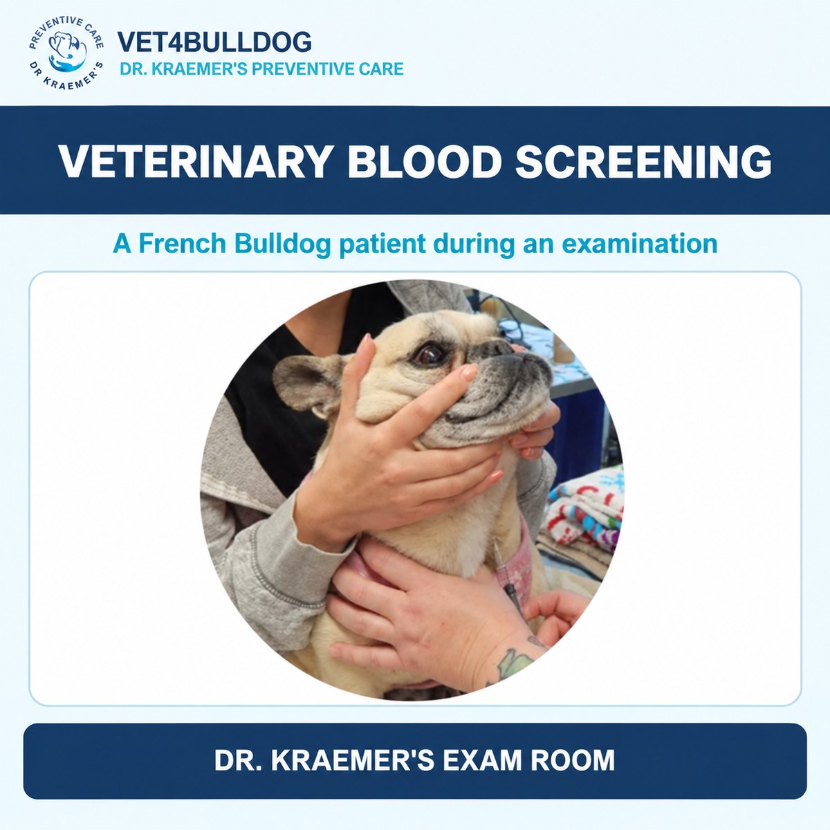 French Bulldog gently held during a veterinary blood screening visit