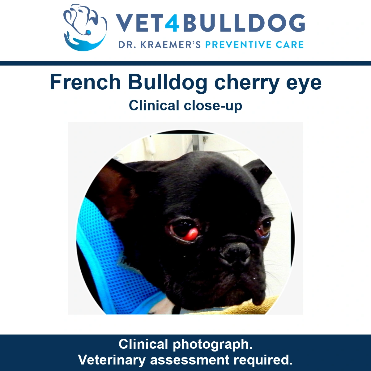 Clinical close-up of cherry eye in a black French Bulldog