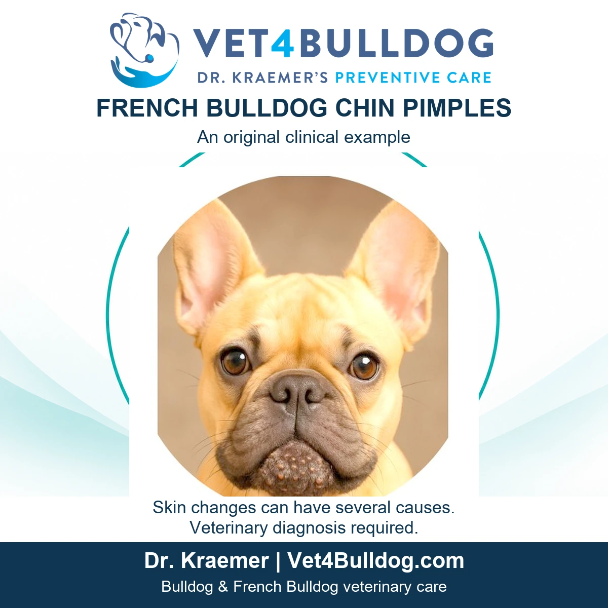 Fawn French Bulldog with raised chin bumps in Dr. Kraemer’s original clinical photograph.