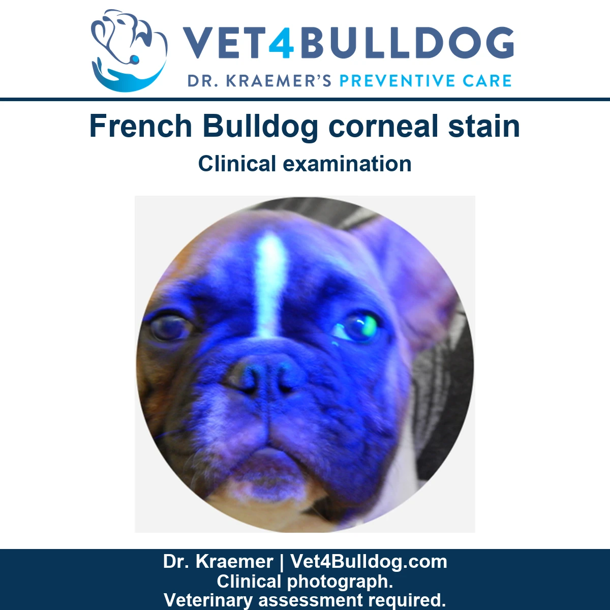 French Bulldog face illuminated blue during a corneal stain examination