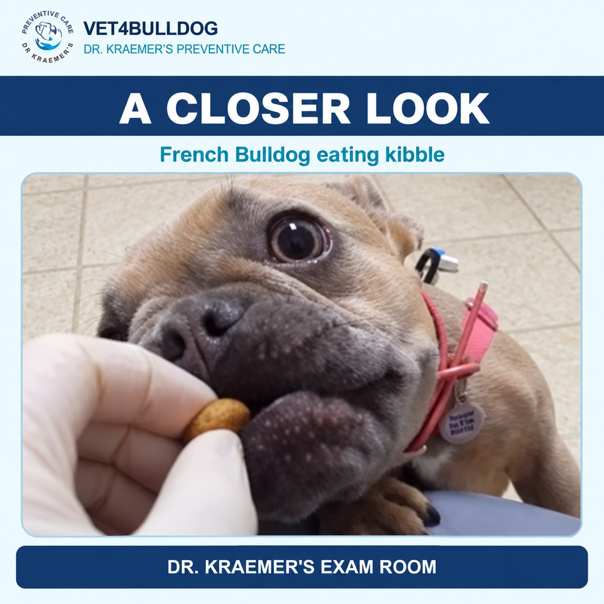 French Bulldog puppy eating a piece of kibble