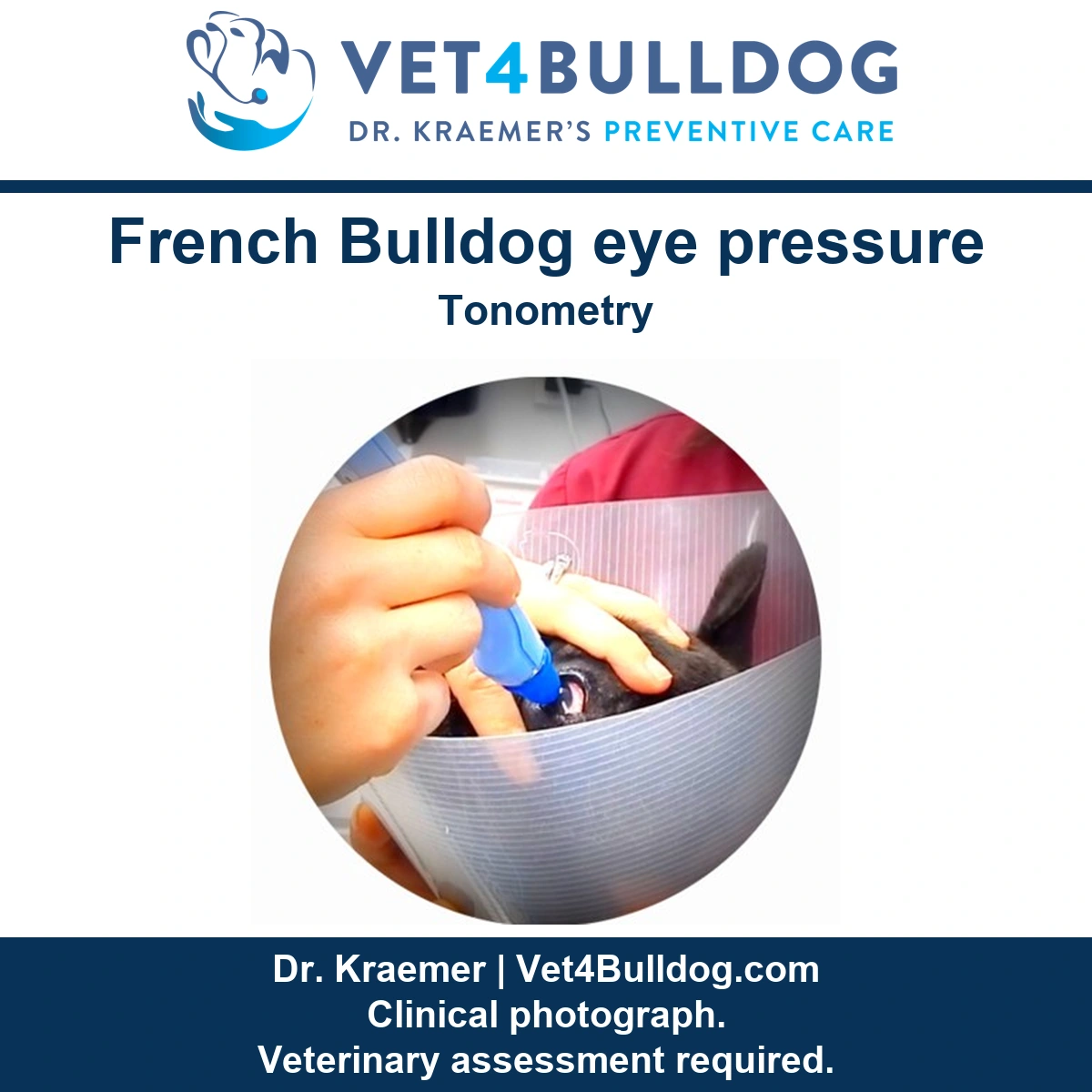 French Bulldog wearing a protective cone during an eye pressure measurement with a handheld tonometer