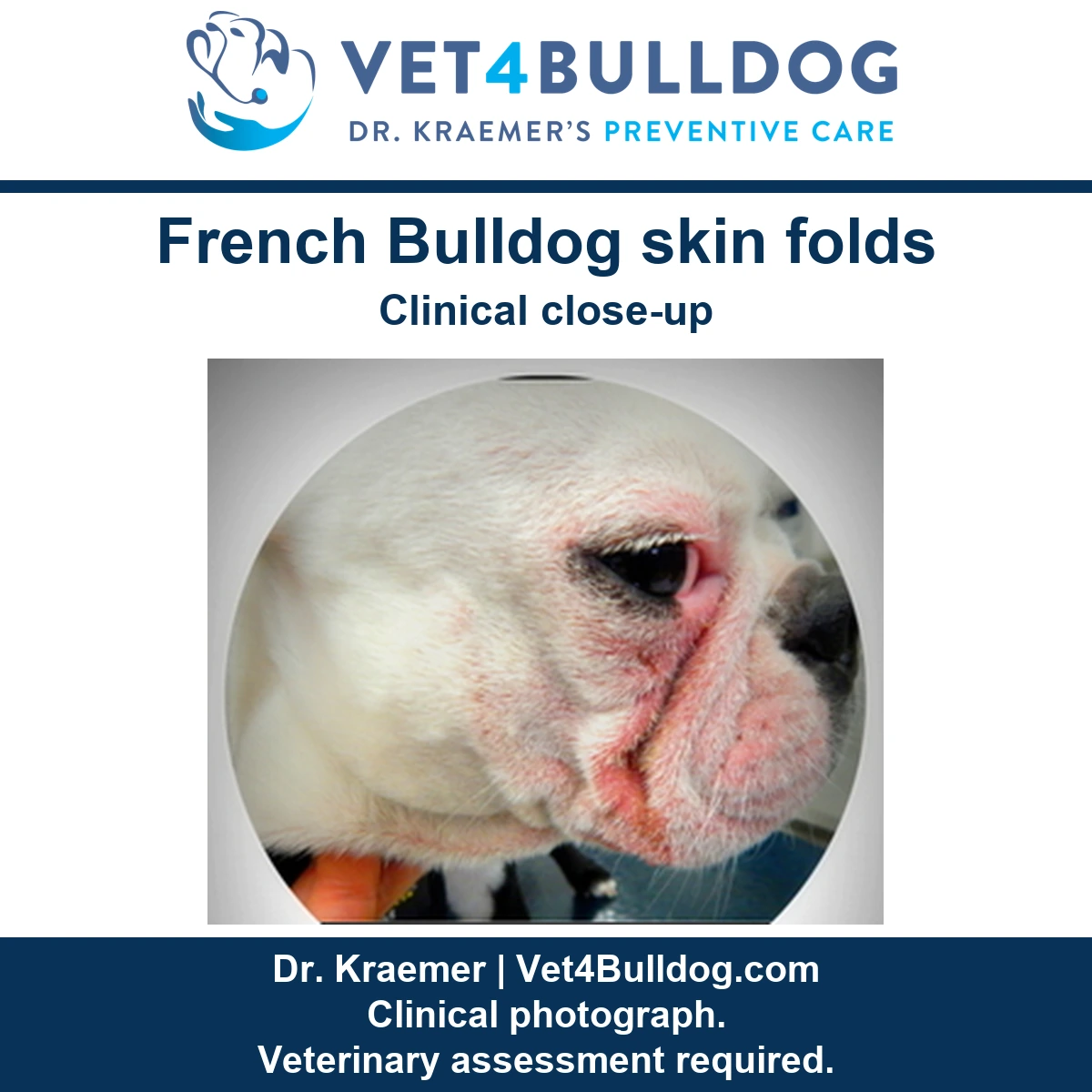 French Bulldog clinical close-up showing redness around the facial skin fold below the eye.
