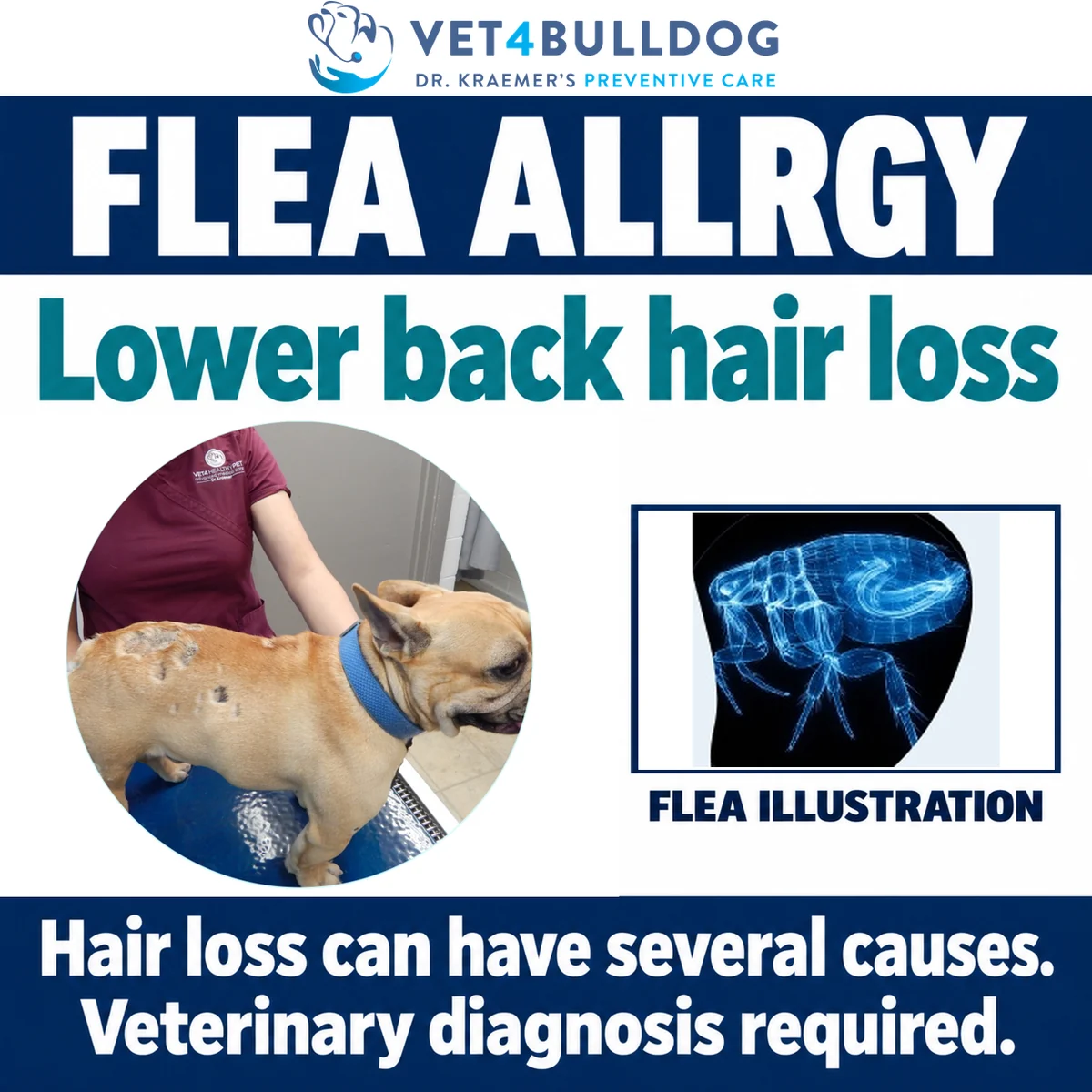 French Bulldog with lower-back hair loss beside the original flea illustration in an educational graphic.