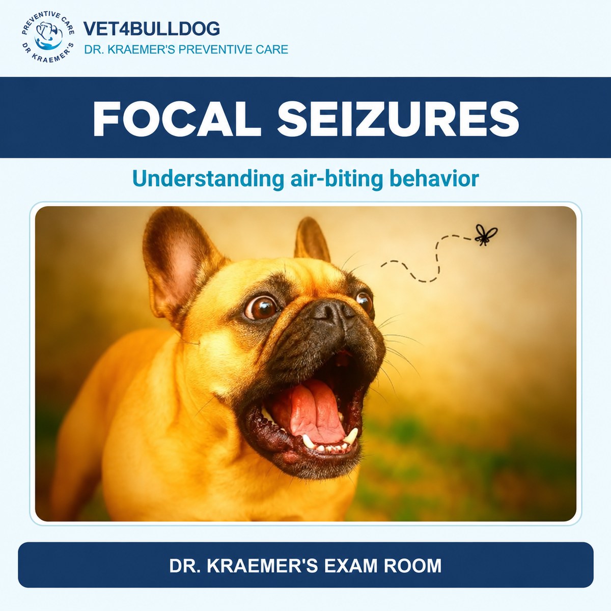 French Bulldog illustration accompanying the focal seizure guide